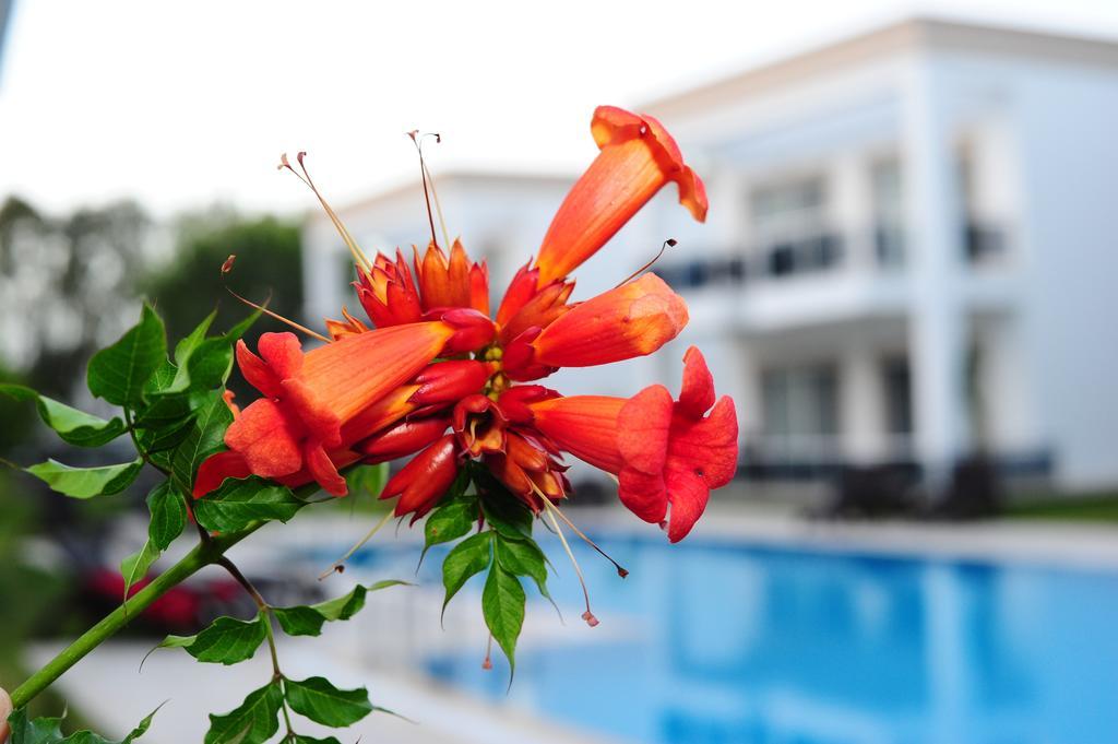 Delita Suite Hotel Turkbuku Golturkbuku Bagian luar foto